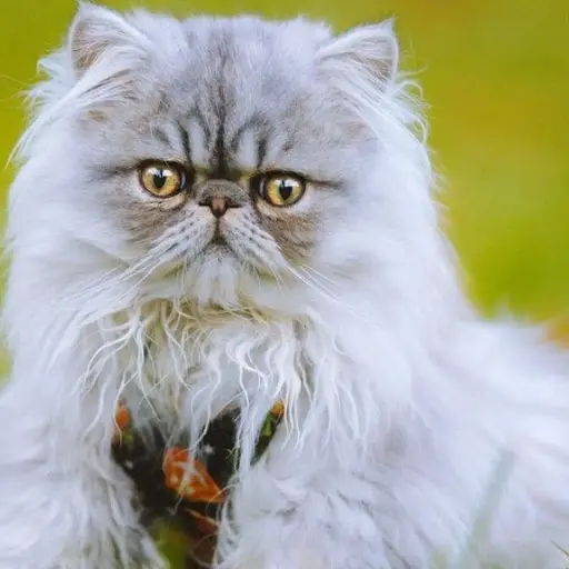 Persian cat